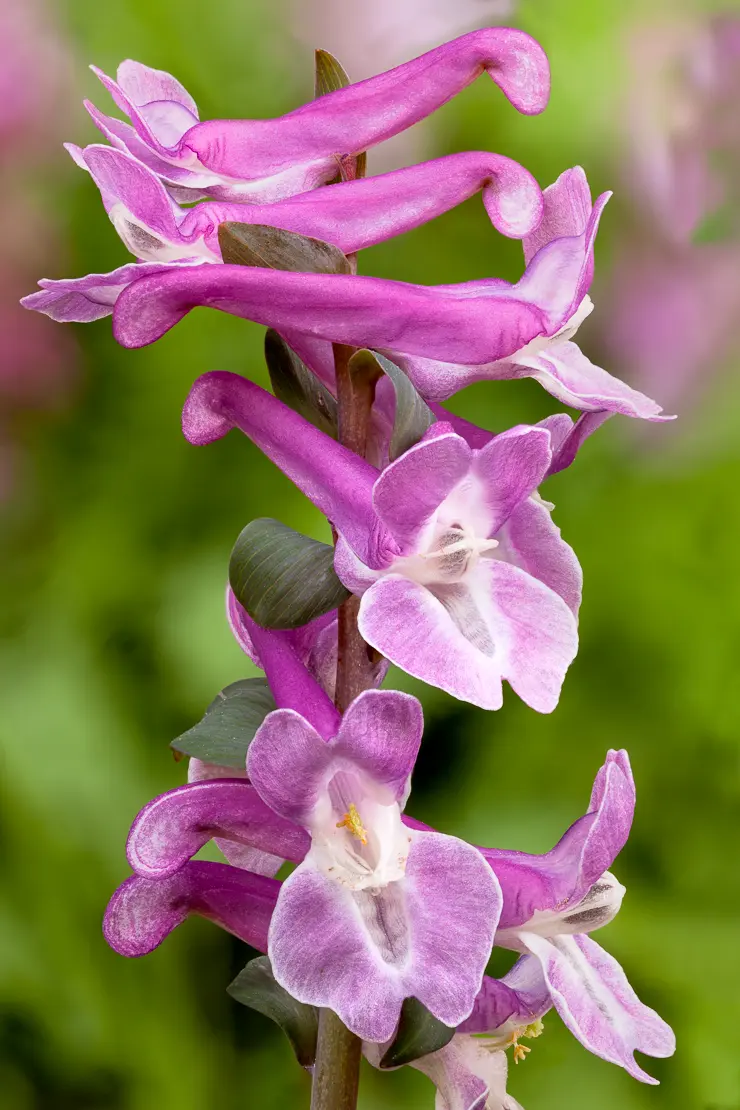 Hohlknolliger Lerchensporn (Corydalis cava)